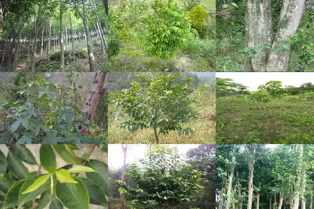 沉香树苗适合北方种植吗1685405796868 沉香树苗适合北方种植吗1685405796868