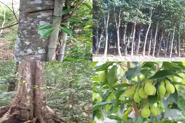 沉香树苗适合北方种植吗1685405796916 沉香树苗适合北方种植吗1685405796916