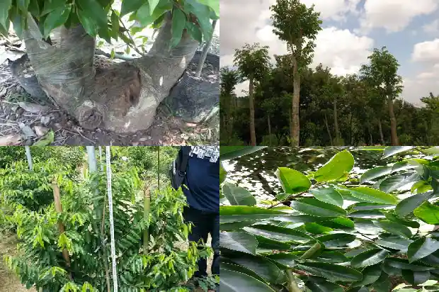沉香树苗适合北方种植吗1685405796964 沉香树苗适合北方种植吗1685405796964