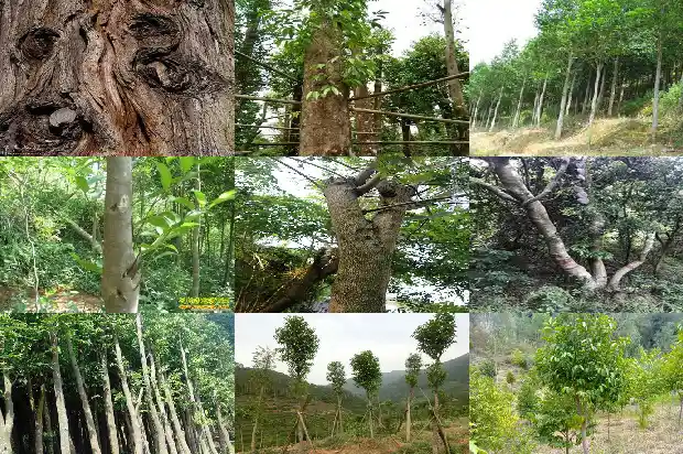 怎样嫁接沉香树苗1685491831749 怎样嫁接沉香树苗1685491831749