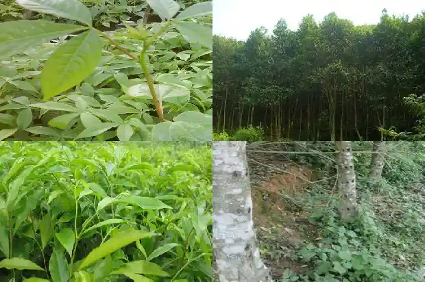 沉香的多少个产地1685491874704 沉香的多少个产地1685491874704