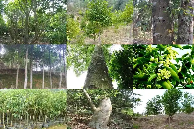 沉香的多少个产地1685491874800 沉香的多少个产地1685491874800
