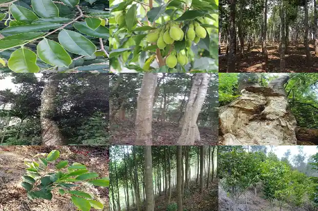 沉香树苗北方能种植吗1685491903776 沉香树苗北方能种植吗1685491903776