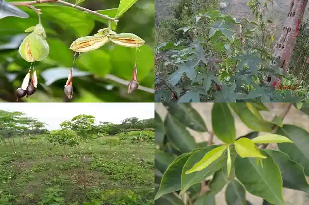 沉香手珠价格1693354143691 沉香手珠价格1693354143691