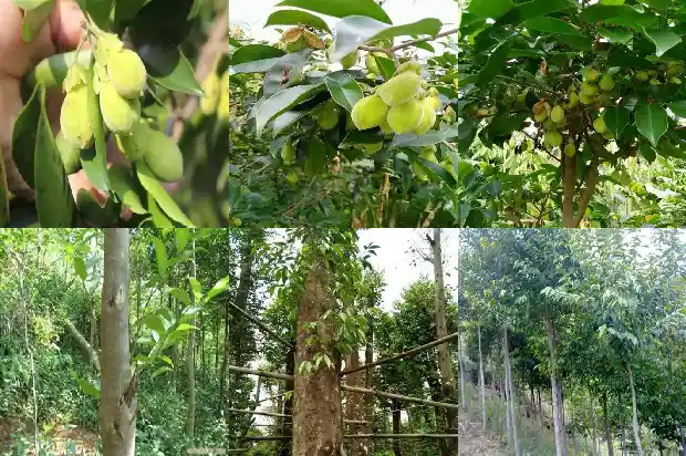 沉香树苗北方能种植吗1685491903871 沉香树苗北方能种植吗1685491903871