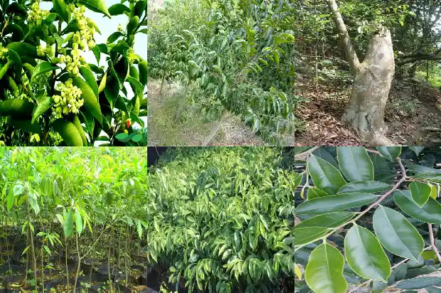 沉香树苗北方能种植吗1685491903919 沉香树苗北方能种植吗1685491903919