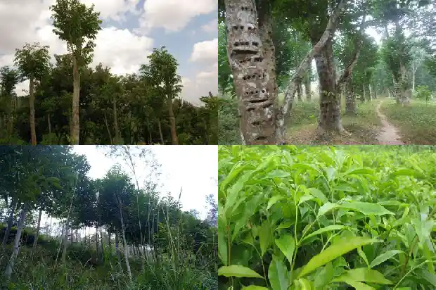 沉香树苗怎么种1685491954049 沉香树苗怎么种1685491954049