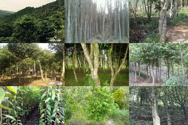 沉香树苗怎么种1685491954097 沉香树苗怎么种1685491954097
