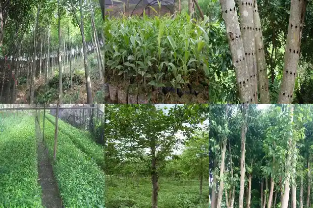 沉香树苗有什么品种1685492034300 沉香树苗有什么品种1685492034300