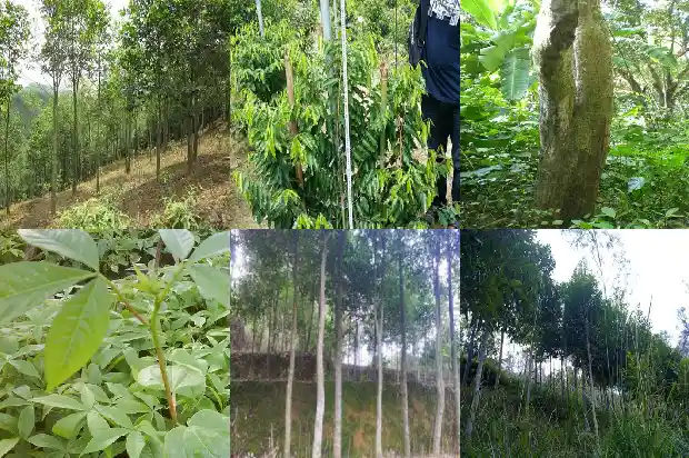 沉香树苗有什么品种1685492034395 沉香树苗有什么品种1685492034395