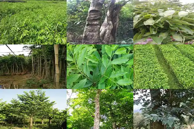 沉香木苗哪里产的最好1685492101651 沉香木苗哪里产的最好1685492101651
