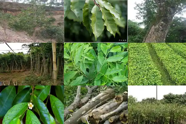 怎么种植沉香树苗1685492145310 怎么种植沉香树苗1685492145310
