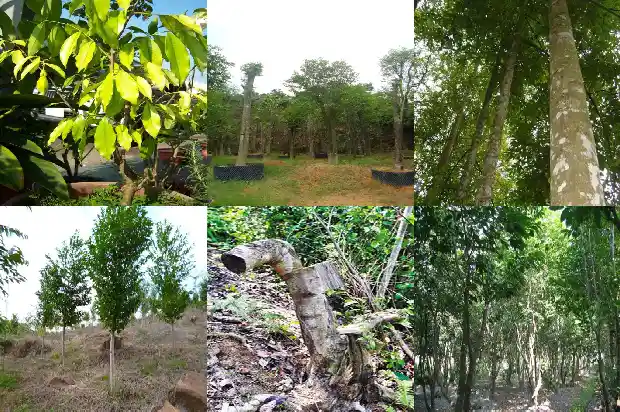 怎么种植沉香树苗1685492145357 怎么种植沉香树苗1685492145357