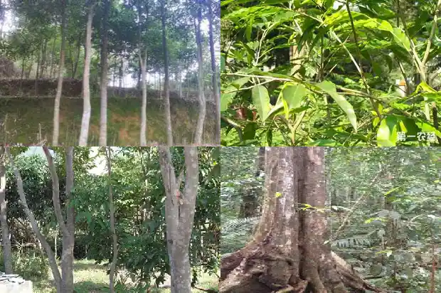 沉香树苗可以盆栽吗1685492181573 沉香树苗可以盆栽吗1685492181573