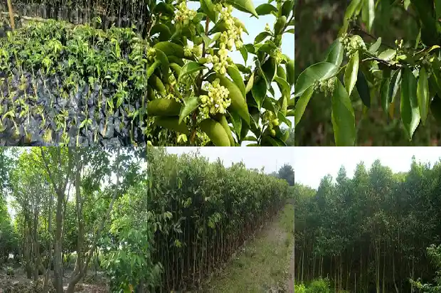 沉香树在北方能种植吗1694304538490 沉香树在北方能种植吗1694304538490