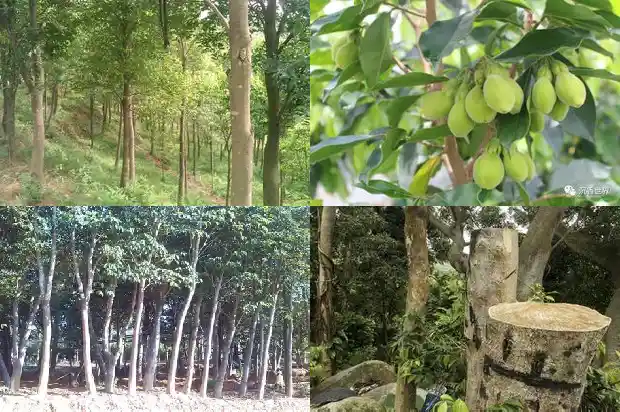 奇楠降真沉香木价格1690589969702 奇楠降真沉香木价格1690589969702