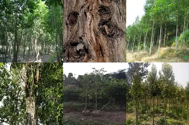 沉香苗多少一棵1685492271205 沉香苗多少一棵1685492271205
