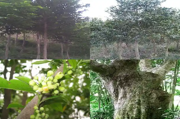 沉香苗多少一棵1685492271252 沉香苗多少一棵1685492271252