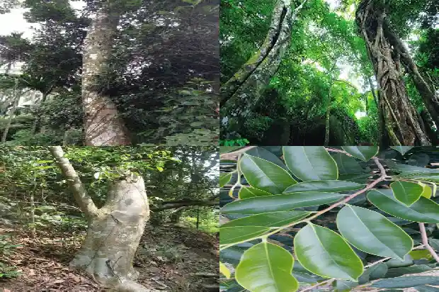 沉香的寓意是什么意思1695341386319 沉香的寓意是什么意思1695341386319