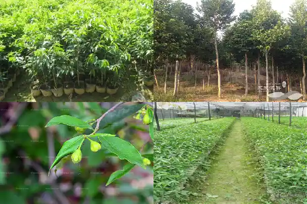 沉香苗多少一颗1685578264839 沉香苗多少一颗1685578264839