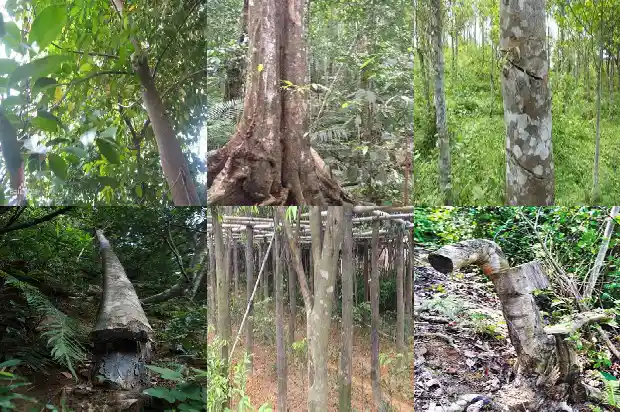 天然沉香价格多少钱一克1690071303512 天然沉香价格多少钱一克1690071303512
