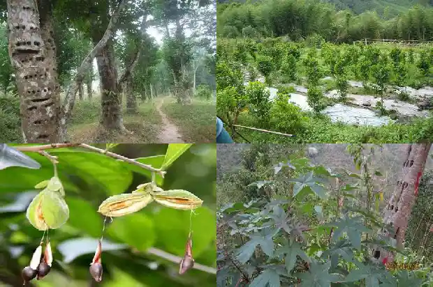 奇楠沉香苗那里有卖的1685578379255 奇楠沉香苗那里有卖的1685578379255