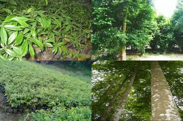 奇楠沉香苗那里有卖的1685578379303 奇楠沉香苗那里有卖的1685578379303