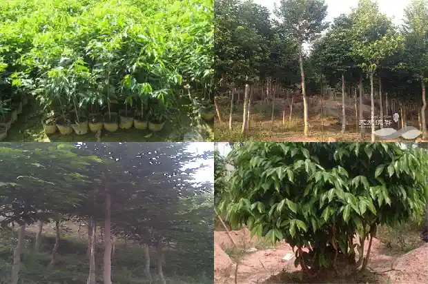 奇楠沉香苗那里有卖的1685578379399 奇楠沉香苗那里有卖的1685578379399