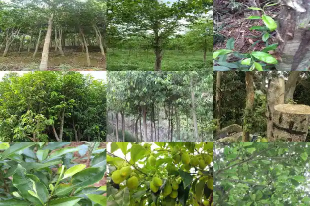 哪的沉香正宗1685578465494 哪的沉香正宗1685578465494