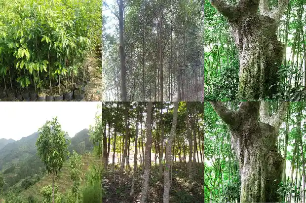 沉香的价钱1691712554142 沉香的价钱1691712554142