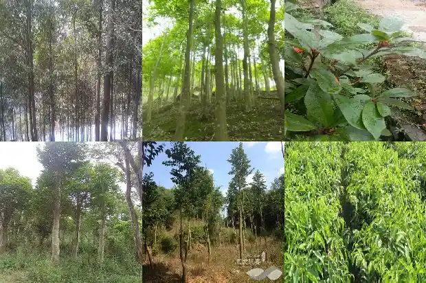 哪有沉香1685578507379 哪有沉香1685578507379