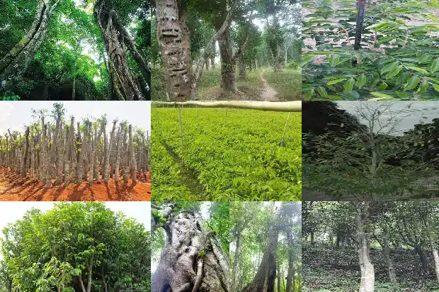 哪有沉香1685578507426 哪有沉香1685578507426