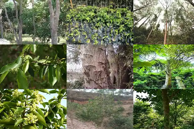 哪有沉香1685578507474 哪有沉香1685578507474