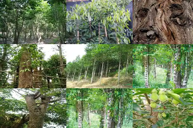 沉香价值高吗1695082172586 沉香价值高吗1695082172586