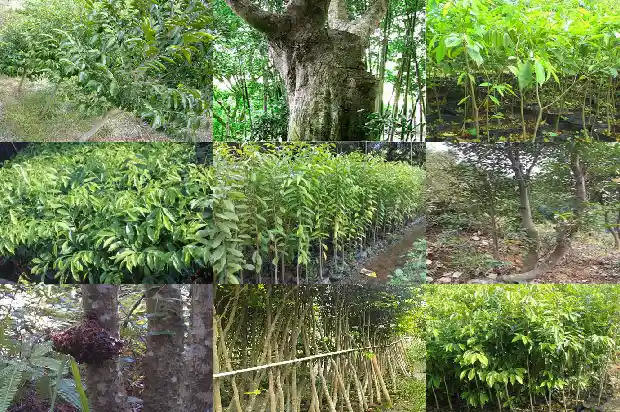 沉香哪有卖1685578577275 沉香哪有卖1685578577275