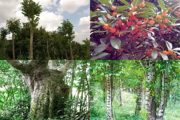 哪有卖沉香1685578617066