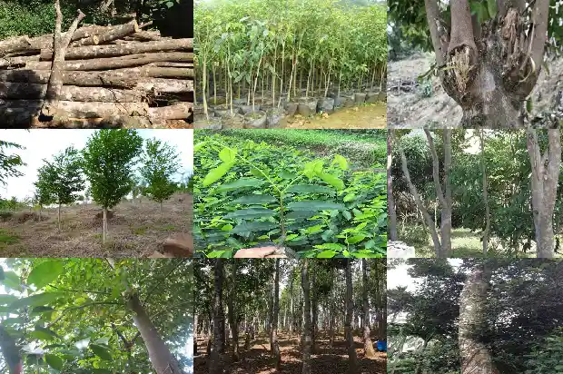 哪有卖沉香1685578617114