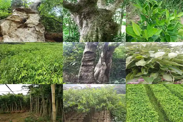 沉香木材1689725391813 沉香木材1689725391813