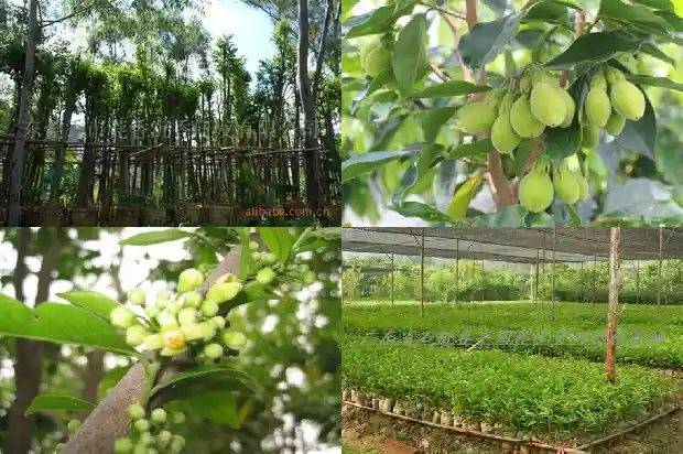 奇楠沉香有苗卖吗?1685664701396 奇楠沉香有苗卖吗?1685664701396