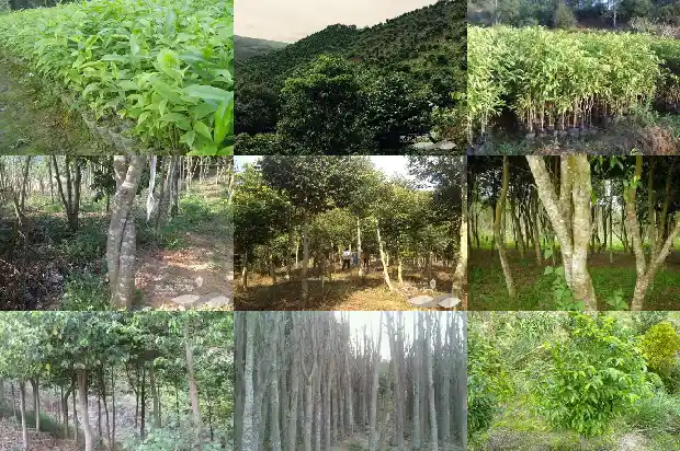 沉香哪买1685664739669 沉香哪买1685664739669