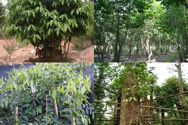 哪买沉香1685664773401 哪买沉香1685664773401