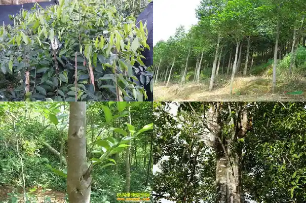 沉香有多少个品种1685664850572 沉香有多少个品种1685664850572