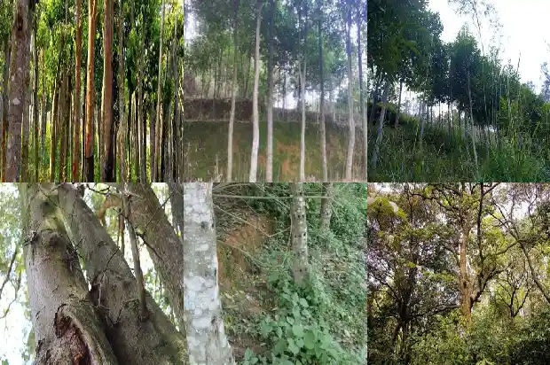 沉香有多少个品种1685664850619 沉香有多少个品种1685664850619