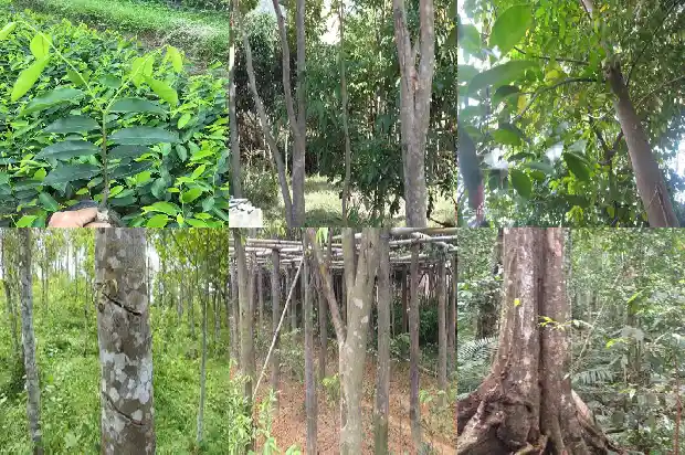 哪卖沉香1685664928555