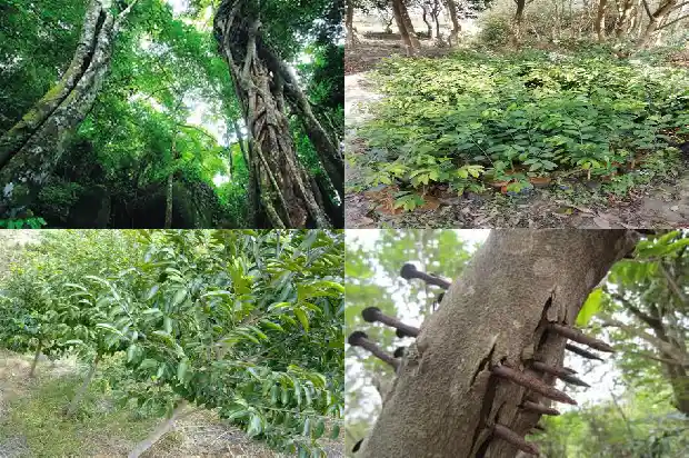 结沉香的树是什么树1694477377058 结沉香的树是什么树1694477377058