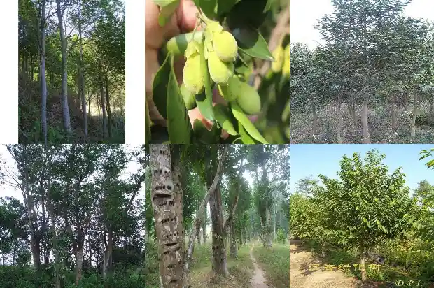 沉香树种在院子里好不好1694822948891 沉香树种在院子里好不好1694822948891