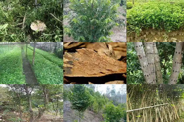 哪卖沉香1685664928698