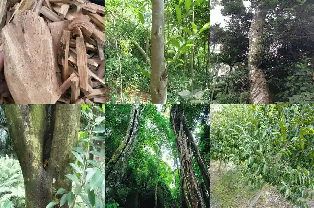 哪里有奇楠沉香树苗售?1685664998238 哪里有奇楠沉香树苗售?1685664998238