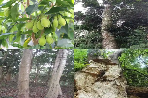天然沉香价格1693440577599 天然沉香价格1693440577599