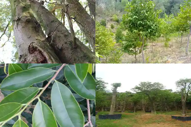怎样种植沉香沉香1685751172689 怎样种植沉香沉香1685751172689